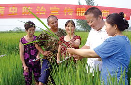 田頭科普滅蟲(chóng)害 農(nóng)業(yè)病蟲(chóng)害防治活動(dòng)紀(jì)實(shí)