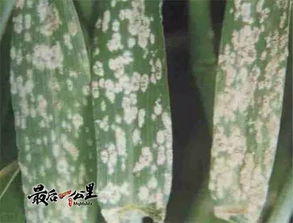農(nóng)業(yè)知識(shí)講堂第二期 防治冬小麥病蟲(chóng)害這樣做