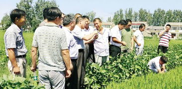 農(nóng)業(yè)專家為淮安農(nóng)戶講解水稻病蟲(chóng)害防治技術(shù)