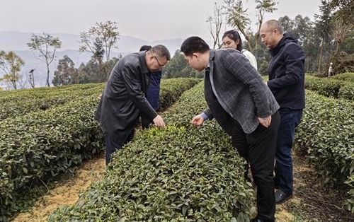 重慶市農(nóng)技總站茶葉專家深入調(diào)研指導(dǎo)春季茶葉生產(chǎn)與病蟲(chóng)害防治工作