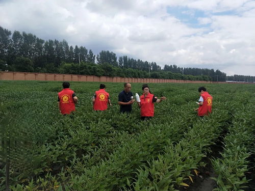 農技專家來支招 科學防控病蟲害，高效補救水淹田