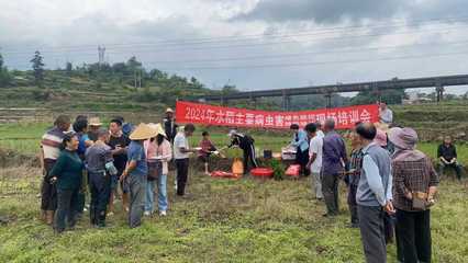 鎮寧自治縣強化水稻綠色防控與“兩增一調”技術培訓 助力糧食單產提升與病蟲害防治