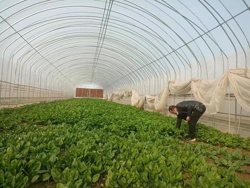 小芹菜撬動(dòng)大產(chǎn)業(yè) 科技護(hù)航助振興——尉氏縣朱曲鎮(zhèn)特色農(nóng)業(yè)與綠色防控紀(jì)實(shí)