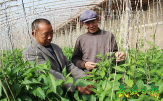 涼州區(qū)農(nóng)技人員深入田間，科技助力病蟲害防治