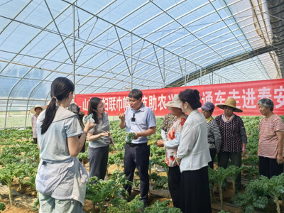 科技賦能羽衣甘藍 山東省農(nóng)科院蔬菜研究所專家團隊為“網(wǎng)紅蔬菜”高質(zhì)量發(fā)展把脈開方
