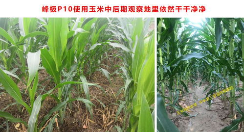 全新玉米田除草利器 四元復(fù)配，封殺全能，抗性雜草防治更優(yōu)