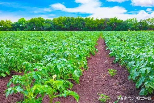 馬鈴薯常見病蟲害防治全攻略 掌握要點綜合防控，助力健康增產(chǎn)