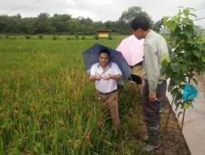 迎戰(zhàn)強降雨，永康在行動 全力以赴加強農(nóng)業(yè)病蟲害防治